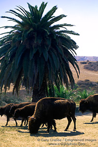 Picture: Buffalo graze beneath a plam tree at Little Harbor, Catalina Island, California