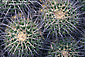 Picture: Cactus detail, Wrigley Memorial Gardens, Avalon, Catalina Island, California