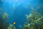 Picture: Underwater view of kelp forest from tourist submarine boat, Avalon Harbor, Catalina Island, California