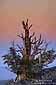 Twilight over Bristlecone Pine, Ancient Bristlecone Pine Forest, White Mountains, California