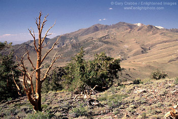 Bristlecone Pines at 10,000 feet, Ancient Bristlecone Pine Forest, White Mountains, California