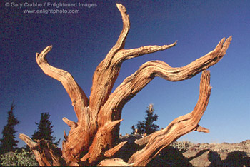 Bristlecone Pine Snag, Ancient Bristlecone Pine Forest, White Mountains, California