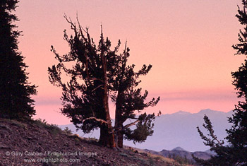 Sunset over Bristlecones and the Sierra, Ancient Bristlecone Pine Forest, White Mountains, California