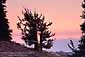 Sunset over Bristlecones and the Sierra, Ancient Bristlecone Pine Forest, White Mountains, California
