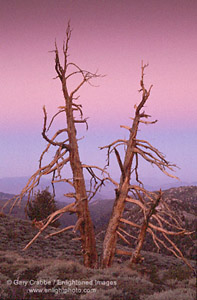 Evening light over Bristlecone Pines, Ancient Bristlecone Pine Forest, White Mountains, California