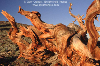 Bristlecone Pine snag, Ancient Bristlecone Pine Forest, White Mountains, California