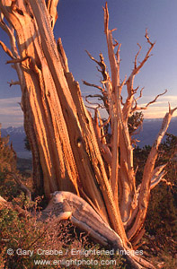 Sunset light on Bristlecone Pine, Ancient Bristlecone Pine Forest, White Mountains, California