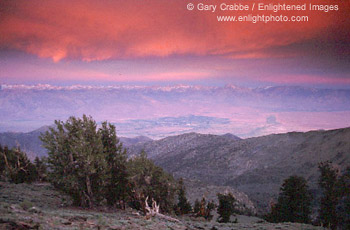 Stormy sunrise over Bristlecones and the Eastern Sierra, friom the White Mountains, California