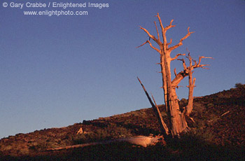 Sunset light on Bristlecone Pine, Ancient Bristlecone Pine Forest, White Mountains, California