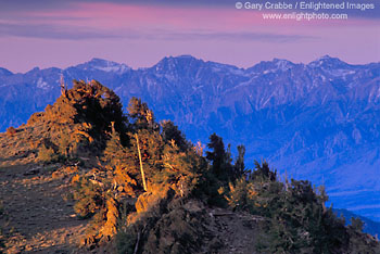 Sunrise light on Bristlecone Forset and Eastern Sierra across the Owens Valley, White Mountains, California