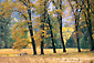 Family picnic below oak trees in fall, Yosemite Valley, Yosemite National Park, California