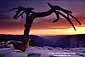 Sunset behind Jeffery Pine on Sentinel Dome, Yosemite National Park, California