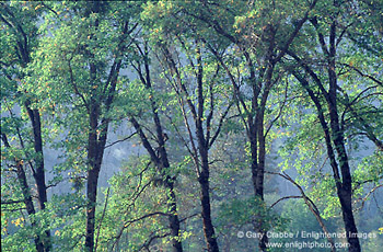 Oak trees in Yosemite Valley, Yosemite National Park, California