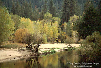 Fall colors on trees along the Merced River, Yosemite Valley, Yosemite National Park, California