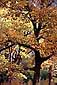 Fall colors on Black Oak trees in Yosemite Valley, Yosemite National Park, California