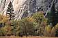 Fall colors in Yosemite Valley below sheer granit cliff of El Capitan, Yosemite National Park, California