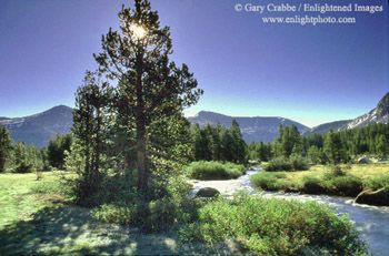 Alpine stream and pine tree near Tuolumne Meadows, Yosemite National Park, California