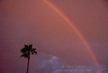 Rainbow at sunset over palm tree and dark rain storm cloud