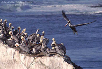 Pelicans on coastal rock at Natural Bridges State Park, Santa Cruz, California