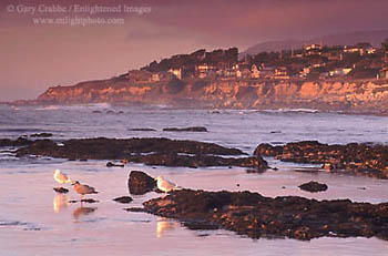 Sea gulls on coastal rocks in tidal zone at sunset, Fitzgerald Marine Sanctuary, near Moss Beach, San Mateo County coast, California