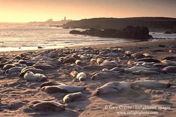 Elephant seals at sunset hauled out on beach near Piedras Blancas, San Simeon, California