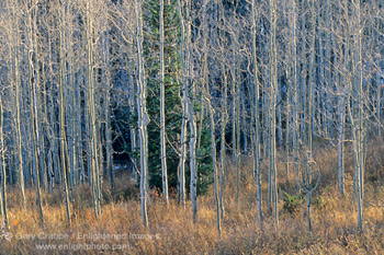 Barren aspen trees at sunset, near Aspen, Colorado