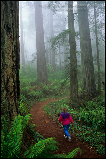 Photo: Woman hiker on trail through redwood forest in fog, Redwood National Park, California