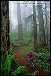 Photo: Woman hiker on trail through redwood forest in fog, Redwood National Park, California
