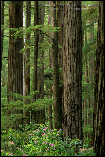 Photo: Redwood trees and Rhododendrons, Jedediah Smith State Park, California