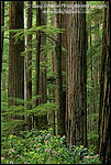 Picture: Redwood trees and Rhododendrons, Jedediah Smith State Park, California
