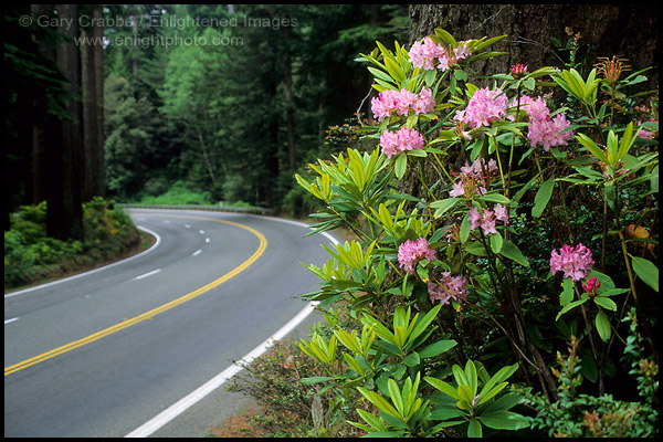 Photo: Rhododendron flowers bloom next to US 101, the Redwood Highway, Redwood National Park, California