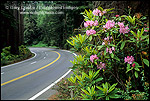 Photo: Rhododendron flowers bloom next to US 101, the Redwood Highway, Redwood National Park, California