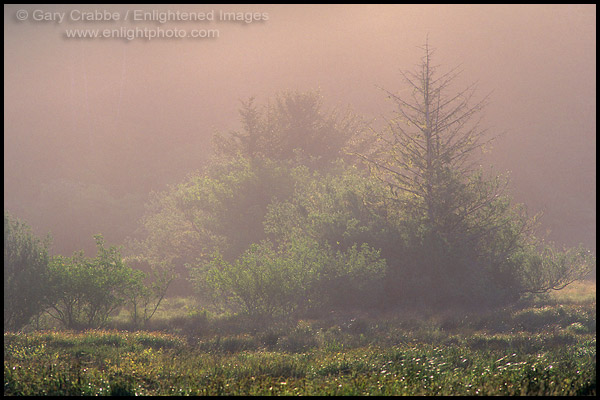 Photo: Trees in mist at sunrise in Elk Creek Wetlands, near Crescent City, Del Norte County, California