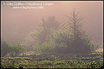Photo: Trees in mist at sunrise in Elk Creek Wetlands, near Crescent City, Del Norte County, California