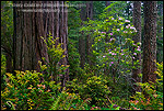 Photo: Wild rhododendrons bloom in Redwood tree forest, Del Norte Coast Redwood State Park, California