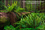 Photo: Ferns growing next to and on top of fallen redwood tree in forest at Stout Grove, Jedediah Smith Redwoods State Park, California