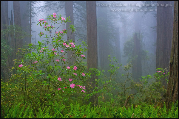 Photo: Wild Rhododendron flowers in bloom, Redwood trees, and fog in forest, Redwood National Park, California