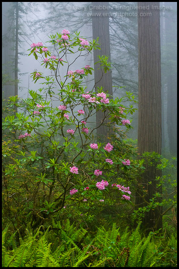 Photo: Wild Rhododendron flowers in bloom, Redwood trees, and fog in forest, Redwood National Park, California