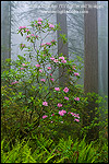 Photo: Wild Rhododendron flowers in bloom, Redwood trees, and fog in forest, Redwood National Park, California