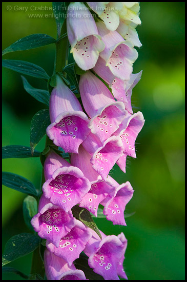 Photo: Foxglove wildflowers (Digitalis purpurea), Redwood National Park, California