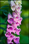 Picture: Foxglove wildflowers (Digitalis purpurea), Redwood National Park, California