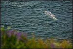 Photo: California Gray Whale on surface of ocean water near shore, Redwood National Park, California