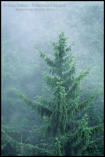 Photo: Spruce tree in fog in forest near Trinidad, Humboldt County, California