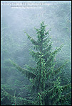 Picture: Spruce tree in fog in forest near Trinidad, Humboldt County, California