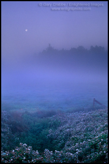 Photo: Moonset and morning mist in the flats between Arcata and Manila Humboldt County, CALIFORNIA