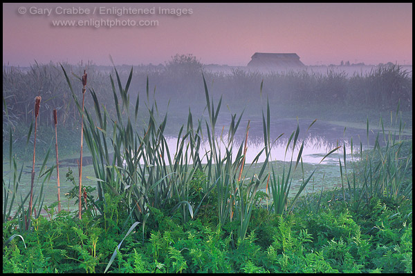 Photo: Predawn mist in farmlands beyond the Arcata Marsh, Arcata, Humboldt County, CALIFORNIA