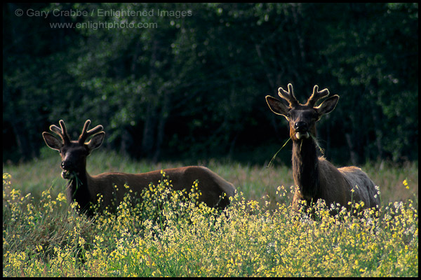 Photo: Elk grazing on flowers in meadow, Stone Lagoon Humboldt County, CALIFORNIA