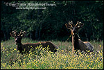 Photo: Elk grazing on flowers in meadow, Stone Lagoon Humboldt County, CALIFORNIAElk grazing on flowers in meadow, Stone Lagoon Humboldt County, CALIFORNIA