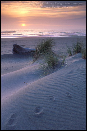 Photo: Footprints in sand at sunset, Gold Bluffs Beach, Prairie Creek Redwoods State Park, Humboldt County, CALIFORNIA