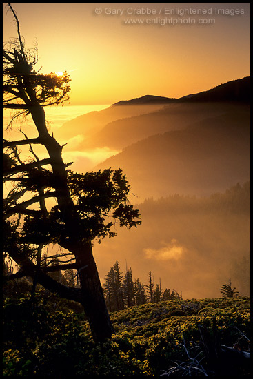 Photo: Tree at sunset along the King Range, Lost Coast, near Shelter Cove, Humboldt County, CALIFORNIA